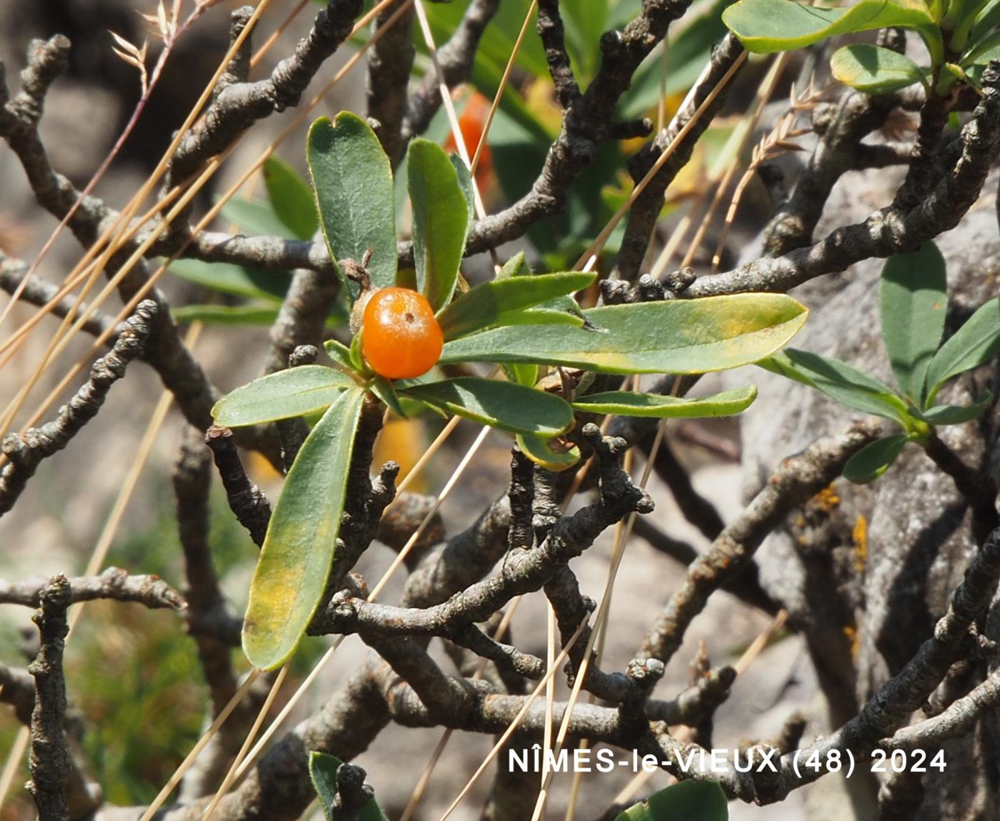 Mezereon, Alpine fruit